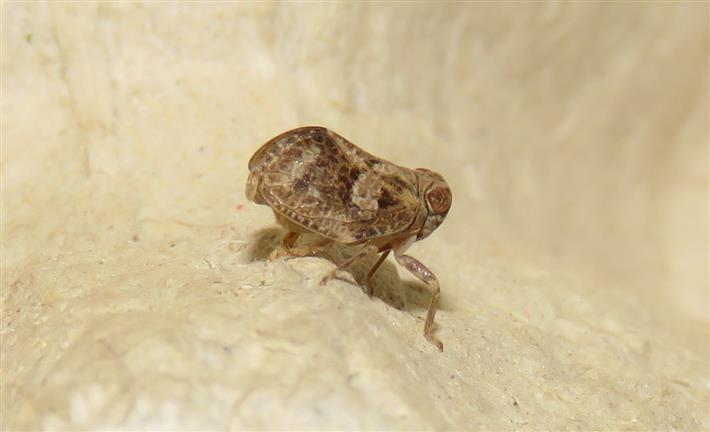 Issidae ID